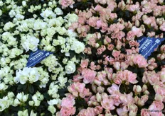 Hortinno's Azalia Lime Green and Lime Peach have a flowering period of more than 10 weeks.
